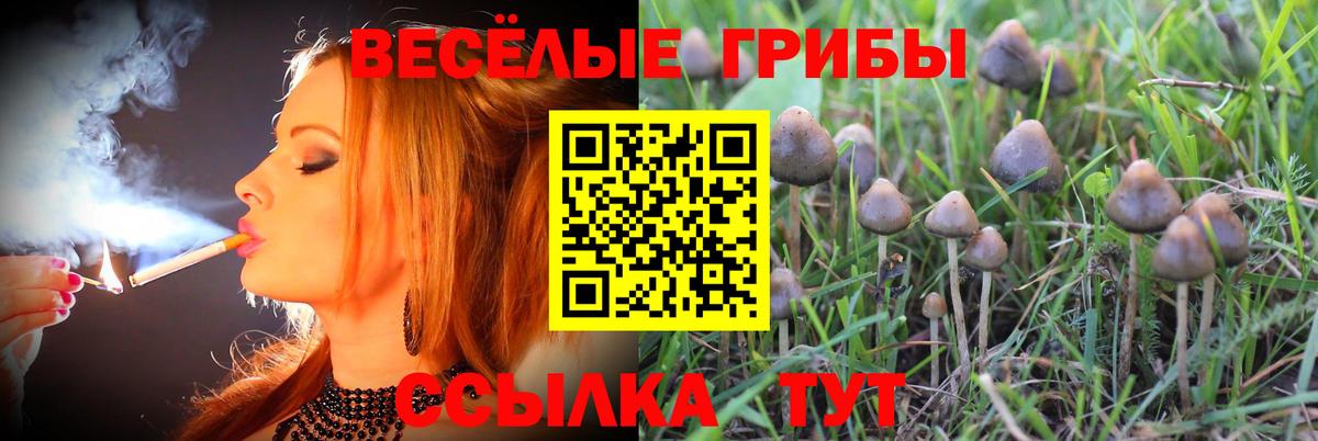 Тулун  Галлюциногенные грибы Psilocybine cubensis  Вход с VPN  Псилоцибиновые грибы ЛСД 